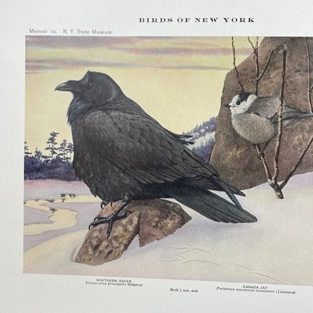Antique Ornithological Bird Print Original Raven